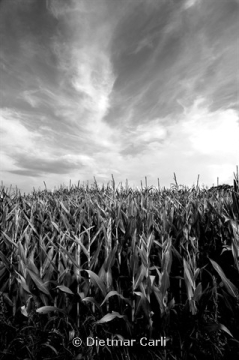 Portfolio - Dietmar Carli