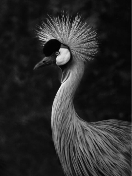 Portfolio - Dietmar Carli
