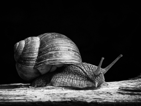 Portfolio - Jasmin Carli