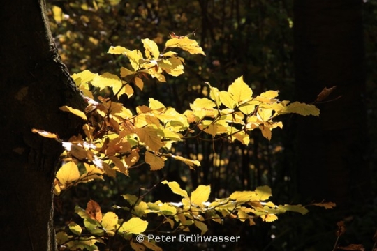 Portfolio - Peter Brühwasser