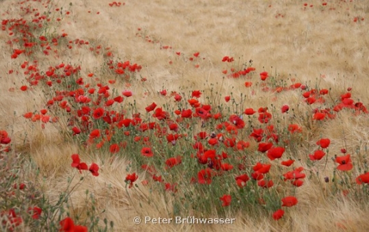 Portfolio - Peter Brühwasser